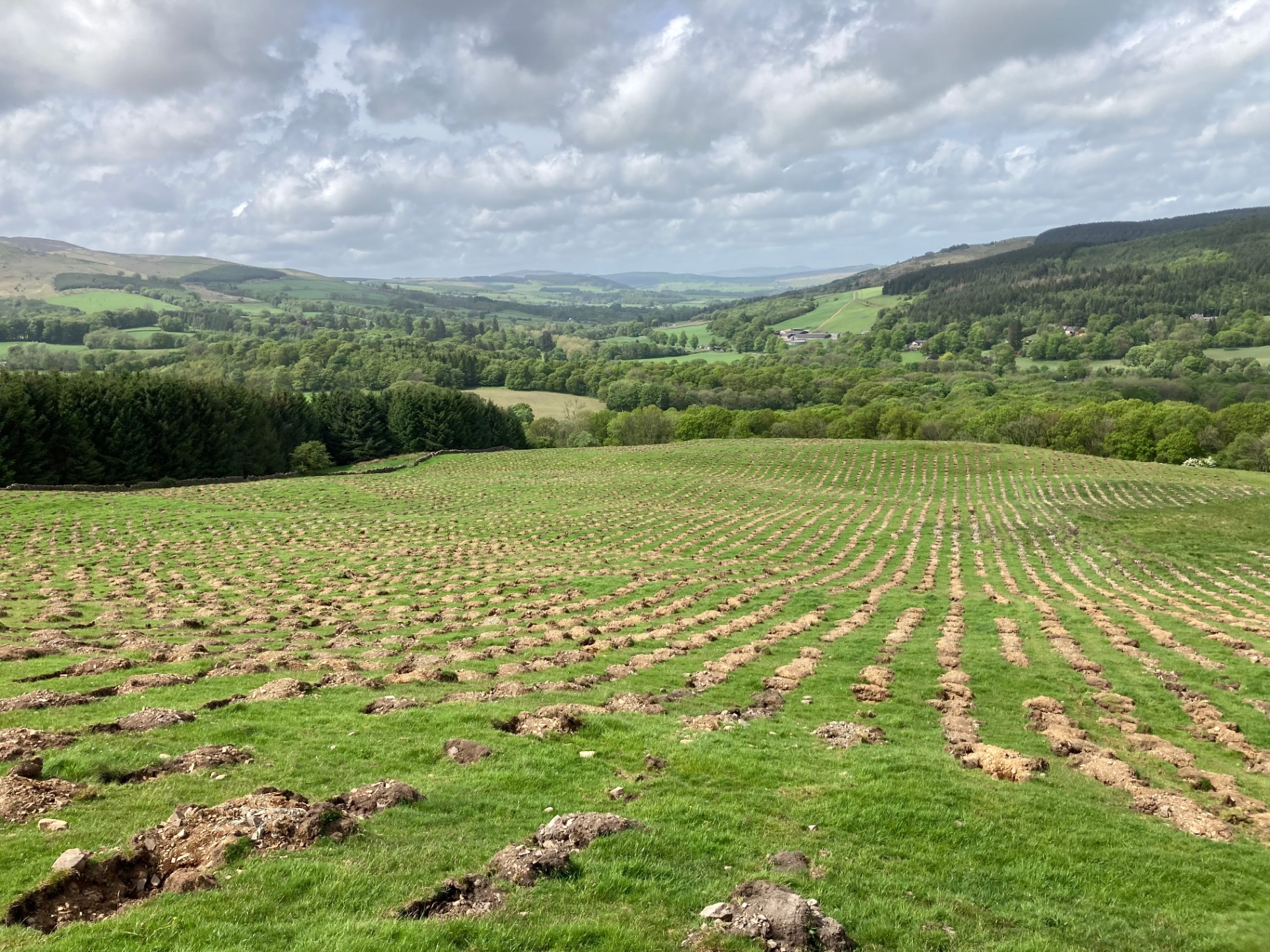 Newly established woodland creation scheme in the UK uplands