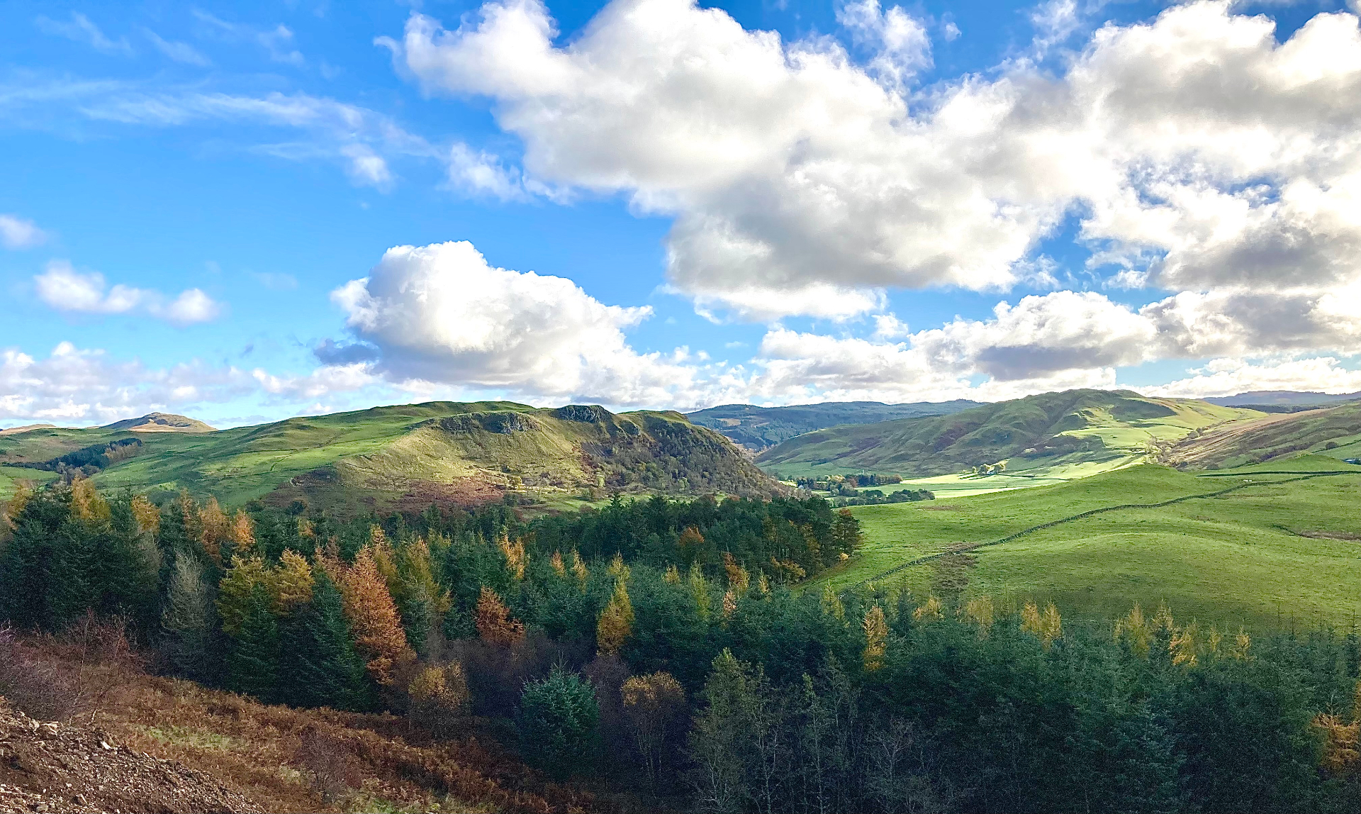 Elevated view across a UK forest estate