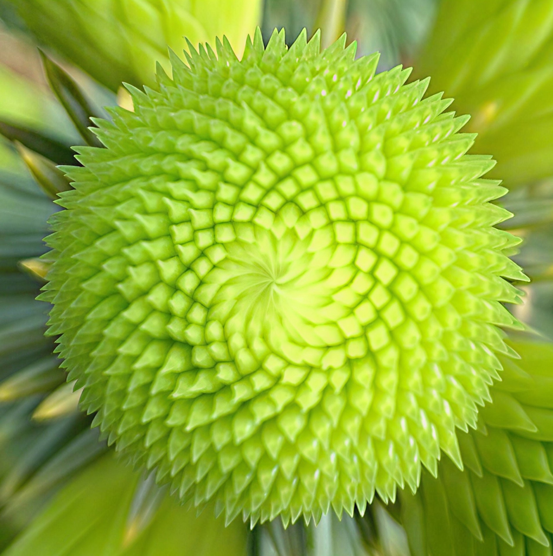 Close detail of new growth on a young spruce tree