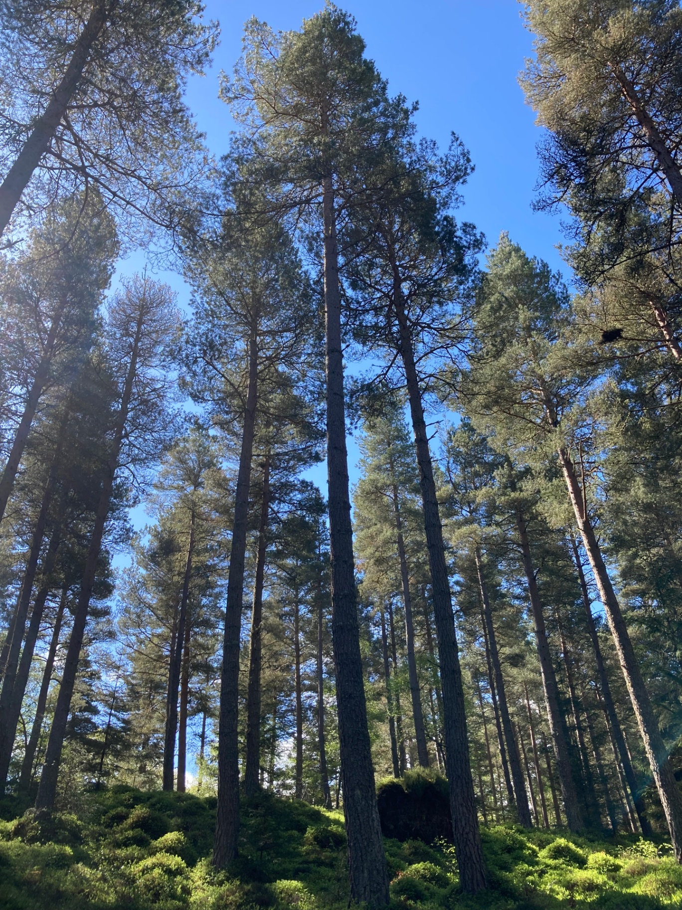 Mature commercial conifer forest in the UK